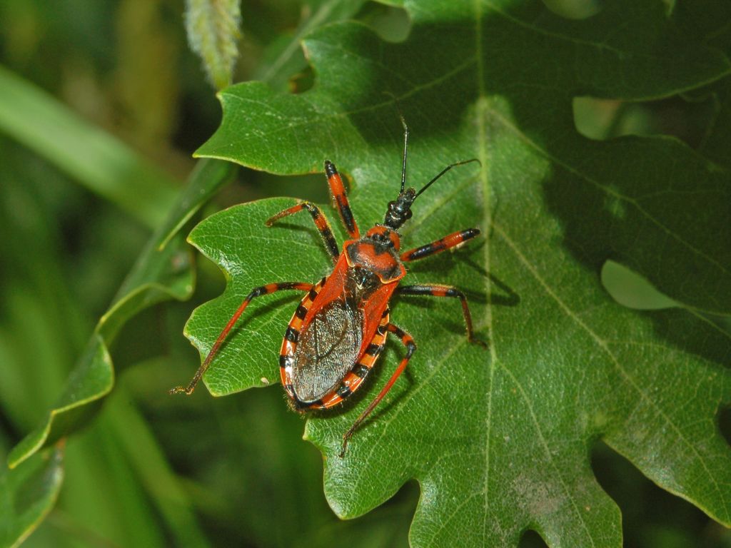 Rhynocoris rubricus